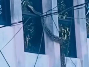 Geger Ular Piton 4 Meter di Pasar Sentral Palopo, Tukang Ojek Tangkap-Jual Geger Ular Piton 4 Meter di Pasar Sentral Palopo, Tukang Ojek Tangkap-Jual