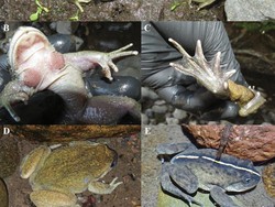 Katak Langka Terlihat Lagi Setelah 130 Tahun