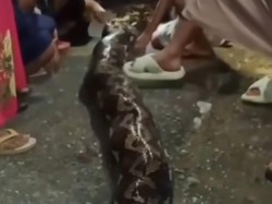 Pria di Sulawesi Bunuh Piton 8 Meter Usai Gigit Istrinya hingga Opname Sepekan