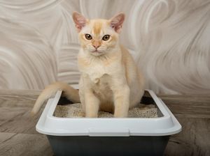 4 Cara Mudah Hilangkan Bau Kucing di Rumah, Gampang! 4 Cara Mudah Hilangkan Bau Kucing di Rumah, Gampang!