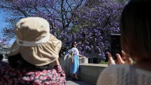 Bunga Jacaranda Mekar Merona Menghiasi Jalanan Meksiko