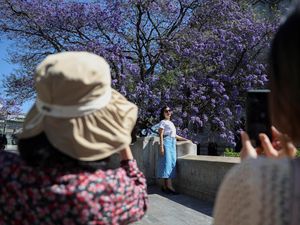 Bunga Jacaranda Mekar Merona Menghiasi Jalanan Meksiko Bunga Jacaranda Mekar Merona Menghiasi Jalanan Meksiko