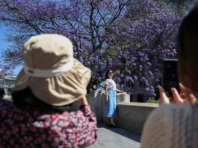 Bunga Jacaranda Mekar Merona Menghiasi Jalanan Meksiko