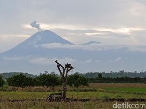 Gunung Semeru Erupsi 2 Kali Pagi Ini, Tinggi Abu Vulkanik 800 Meter Gunung Semeru Erupsi 2 Kali Pagi Ini, Tinggi Abu Vulkanik 800 Meter