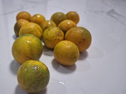 Jeruk Kalamansi Bengkulu Tengah Ditetapkan sebagai Indikasi Geografis