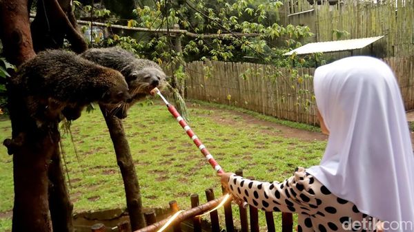 Bahagianya Anak-anak Saat Ngabuburit di Bandung Zoo