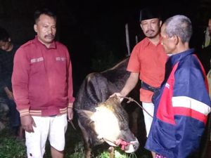 Aksi Maling Ternak di Probolinggo Digagalkan, Sapi Ketemu Tapi Pelaku Kabur Aksi Maling Ternak di Probolinggo Digagalkan, Sapi Ketemu Tapi Pelaku Kabur