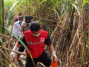 Kerangka Manusia Ditemukan Berserakan di Ladang Tebu Kaligondang Bantul Kerangka Manusia Ditemukan Berserakan di Ladang Tebu Kaligondang Bantul