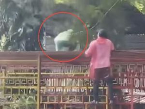 Detik-detik Bupati Sidrap Syahar Tertimpa Pohon Saat Kerja Bakti hingga Luka Detik-detik Bupati Sidrap Syahar Tertimpa Pohon Saat Kerja Bakti hingga Luka