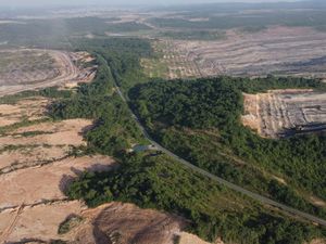 Nasib Orang Utan di Kutai Timur dan soal Translokasi yang Tak Mudah