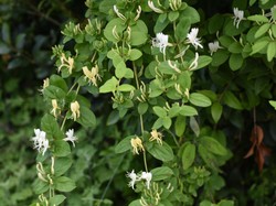 Tanaman di Rumah Mendadak Layu? Waspada, Bisa Jadi Diserang Benalu