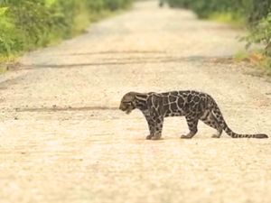 Macan Dahan Turun ke Jalan di Tanah Tidung, Apa Penyebabnya?