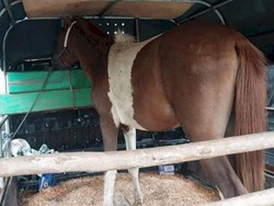 4 Pencuri Kuda di Kupang Ditangkap, 1 Residivis Ditembak Polisi