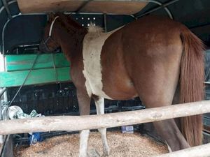 4 Pencuri Kuda di Kupang Ditangkap, 1 Residivis Ditembak Polisi 4 Pencuri Kuda di Kupang Ditangkap, 1 Residivis Ditembak Polisi