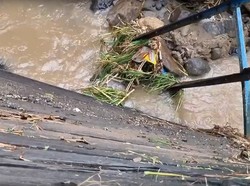 Video: Jembatan Ambruk, Warga Dusun Sumberejo Terisolasi