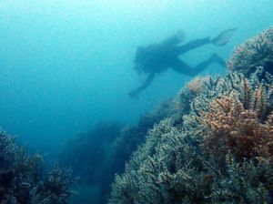 PT Timah Tenggelamkan Ratusan Artificial Reef, Begini Dampaknya PT Timah Tenggelamkan Ratusan Artificial Reef, Begini Dampaknya