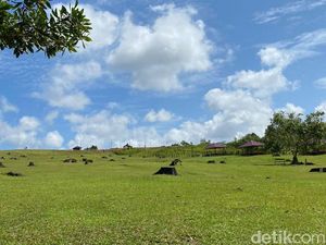 Bukit Kebo Balikpapan, Wisata Alam Habitat Kerbau yang Lagi Hits