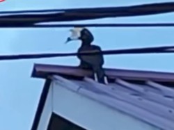 Viral Burung Enggang Kondisi Mulut Dilakban, Damkar Samarinda Evakuasi