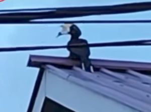 Viral Burung Enggang Kondisi Mulut Dilakban, Damkar Samarinda Evakuasi Viral Burung Enggang Kondisi Mulut Dilakban, Damkar Samarinda Evakuasi