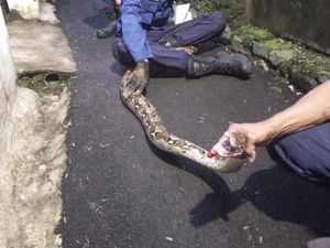 Ular Sanca 3 Meter Nangkring di Pohon, Warga Bogor Lapor Damkar Ular Sanca 3 Meter Nangkring di Pohon, Warga Bogor Lapor Damkar