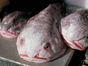 Hewan Paling Jelek di Dunia Jadi Ikan Terbaik 2025 Hewan Paling Jelek di Dunia Jadi Ikan Terbaik 2025