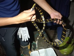 Detik-detik Damkar Evakuasi Ular Cincin Emas Berbisa 2 Meter di Godean Sleman