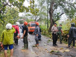 Pelajar Luka Usai Motor Tabrak Pohon Tumbang di Wonosari