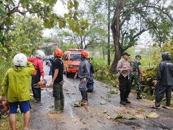 Pelajar Luka Usai Motor Tabrak Pohon Tumbang di Wonosari
