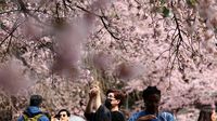 Potret Bunga Sakura Mekar Lebih Awal di Tokyo