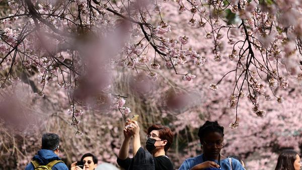 Potret Bunga Sakura Mekar Lebih Awal di Tokyo