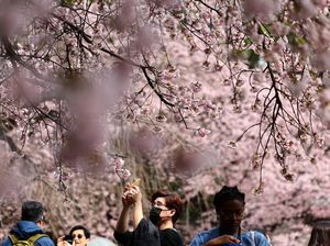 Potret Bunga Sakura Mekar Lebih Awal di Tokyo Potret Bunga Sakura Mekar Lebih Awal di Tokyo