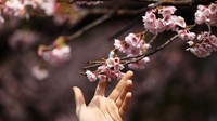 Jepang Rilis Tanggal Bunga Sakura Mekar, Siap-siap Pesan Tiket Pesawat Ya!
