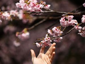 Jepang Rilis Tanggal Bunga Sakura Mekar, Siap-siap Pesan Tiket Pesawat Ya!
