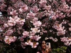 Ini Tempat-tempat Tercantik di Dunia untuk Liburan Musim Semi