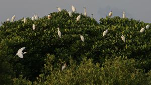 Burung Kuntul di Pesisir Barat Aceh Terancam Punah