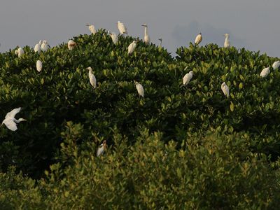 Burung Kuntul di Pesisir Barat Aceh Terancam Punah
