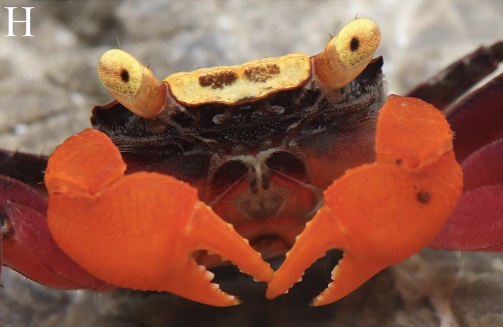 Geosesarma nigripes, salah satu spesies kepiting vampir yang didapatkan di Indonesia