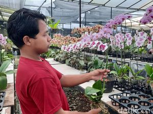 Kala KUR BRI Bantu UMKM Anggrek Hadapi Persaingan Ketat Jelang Lebaran Kala KUR BRI Bantu UMKM Anggrek Hadapi Persaingan Ketat Jelang Lebaran