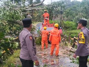 Cuaca Buruk di Karangasem Akibatkan Puluhan Pohon Tumbang-1 Orang Tewas