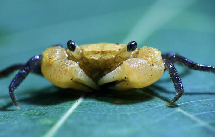 Spesies gres kepiting vampir dengan nama ilmiah Geosesarma bunian Spesies gres kepiting vampir dengan nama ilmiah Geosesarma bunian yang didapatkan di Malaysia