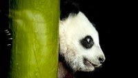 Jepang Kembalikan 2 Ekor Panda ke China