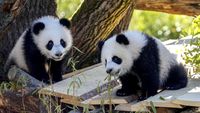 Gemasnya Panda Kembar Raksasa Tampil Perdana di Kebun Binatang Berlin