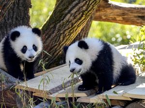 Gemasnya Panda Kembar Raksasa Tampil Perdana di Kebun Binatang Berlin Gemasnya Panda Kembar Raksasa Tampil Perdana di Kebun Binatang Berlin