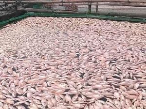 Ikan di Waduk Cengklik Boyolali Mati Massal, Petani Karamba Rugi Ratusan Juta Ikan di Waduk Cengklik Boyolali Mati Massal, Petani Karamba Rugi Ratusan Juta