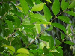Penjelasan Sains soal Fenomena Daun Diam Bertakbir Saat Salat Idul Fitri