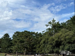 Canggihnya Jepang, Ciptakan AI yang Bisa Deteksi Pohon Mau Tumbang