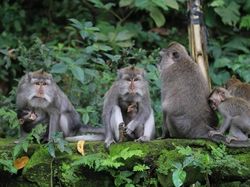 Monkey Forest Menjaga Kelestarian Alam Sekaligus Menggerakkan Ekonomi