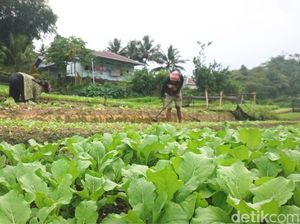 Pupuk Kulit Udang, Primadona Petani Kampung Enam Tarakan Pupuk Kulit Udang, Primadona Petani Kampung Enam Tarakan