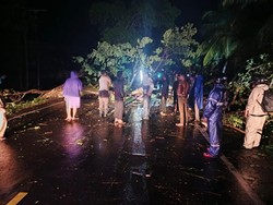 Pohon di Tabanan Tumbang Timpa Truk Perusahaan Semen, Sopir Luka-luka