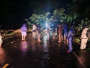 Pohon di Tabanan Tumbang Timpa Truk Perusahaan Semen, Sopir Luka-luka Pohon di Tabanan Tumbang Timpa Truk Perusahaan Semen, Sopir Luka-luka